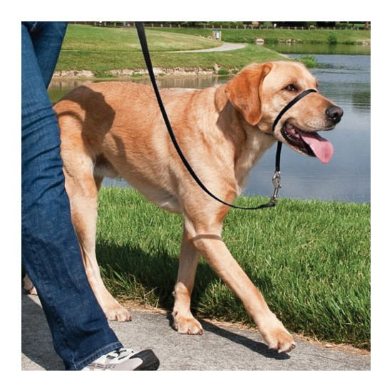 Imagen de Easy walk collar de manejo para perros   negro grande