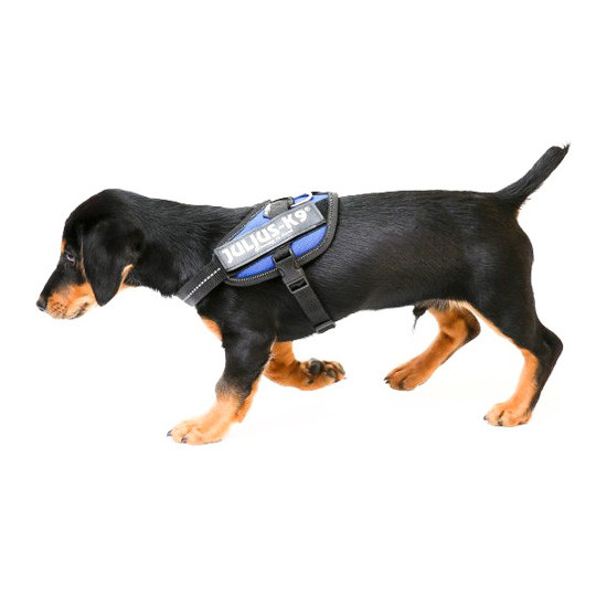 Imagen de Julius arnés idc 1 azul